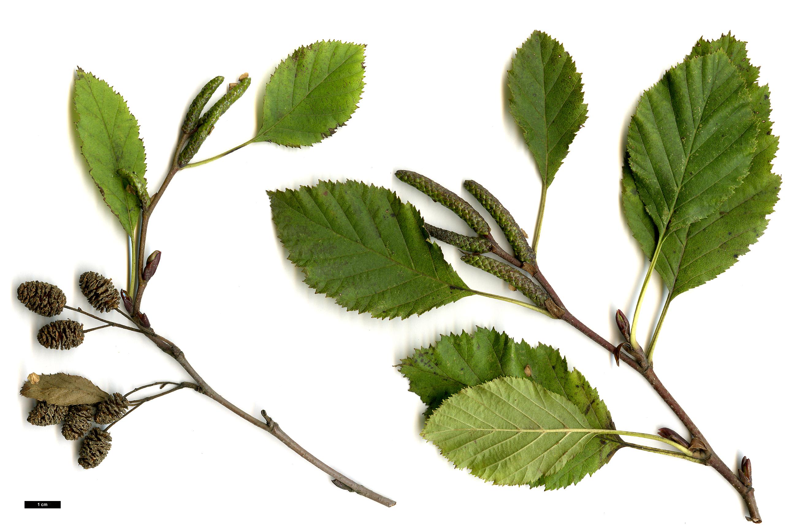 High resolution image: Family: Betulaceae - Genus: Alnus - Taxon: alnobetula - SpeciesSub: subsp. fruticosa